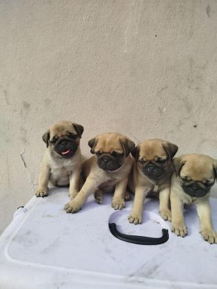 PUG MOPS RIFKI BASIK SURAT GÜL KURUK YAVRULAR SİZLERLE