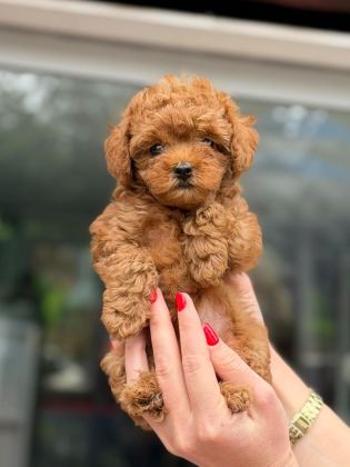 KIVIR KIVIR POODLE YAVRULARI KAÇMAZ KALİTE