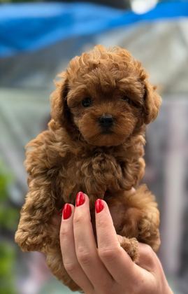 KIVIR KIVIR POODLE YAVRULARI KAÇMAZ KALİTE