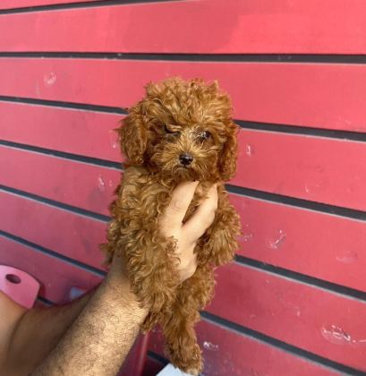 KIVIR KIVIR POODLE YAVRULARI KAÇMAZ KALİTE