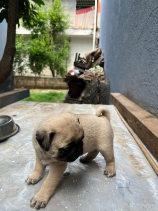 PUG MOPS RIFKI BASIK SURAT GÜL KURUK YAVRULAR SİZLERLE