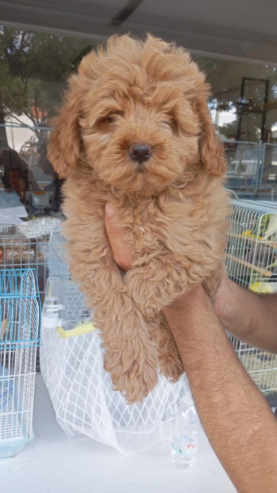 POODLE ERKEK YAVRUMUZ TUVALET EĞİTİMLİ