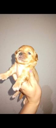 REZERVE AÇIK KG CM GARANTİLİ TUVALET EĞİTİMLİ KÖPEKLER