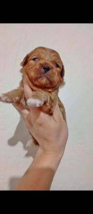 REZERVE AÇIK KG CM GARANTİLİ TUVALET EĞİTİMLİ KÖPEKLER