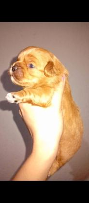 REZERVE AÇIK KG CM GARANTİLİ TUVALET EĞİTİMLİ KÖPEKLER