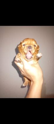 REZERVE AÇIK KG CM GARANTİLİ TUVALET EĞİTİMLİ KÖPEKLER
