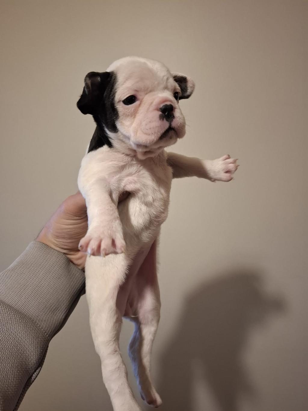 FRENCH BULLDOG BEBEKLER YENİ YUVA BEKLİYORLAR