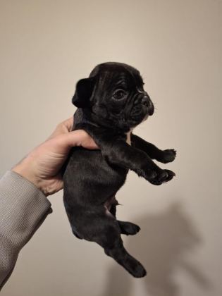 FRENCH BULLDOG BEBEKLER YENİ YUVA BEKLİYORLAR