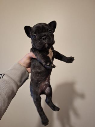 FRENCH BULLDOG BEBEKLER YENİ YUVA BEKLİYORLAR