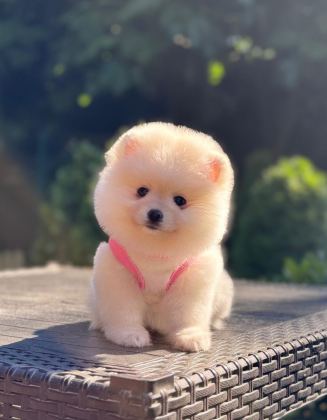 POMERANİAN BOO PRENSESİMİZ
