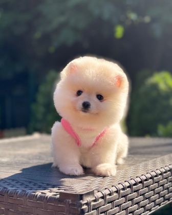 POMERANİAN BOO PRENSESİMİZ