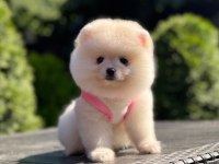 POMERANİAN BOO PRENSESİMİZ