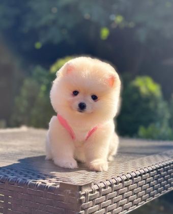 POMERANİAN BOO PRENSESİMİZ