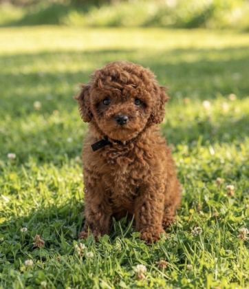 SÜPER KORE TOY POODLE YAVRULARIMIZ
