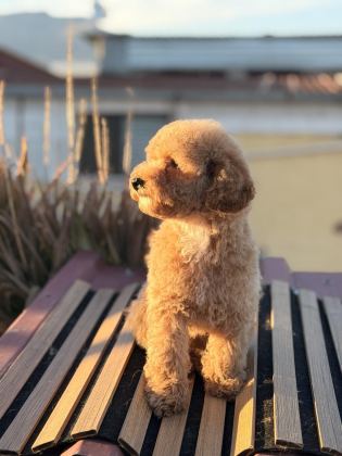 ÜST KALİTE TOY POODLE