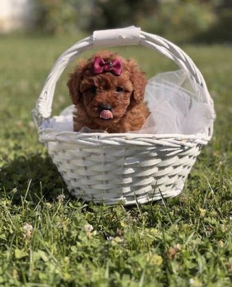 SÜPER KORE TOY POODLE YAVRULARIMIZ