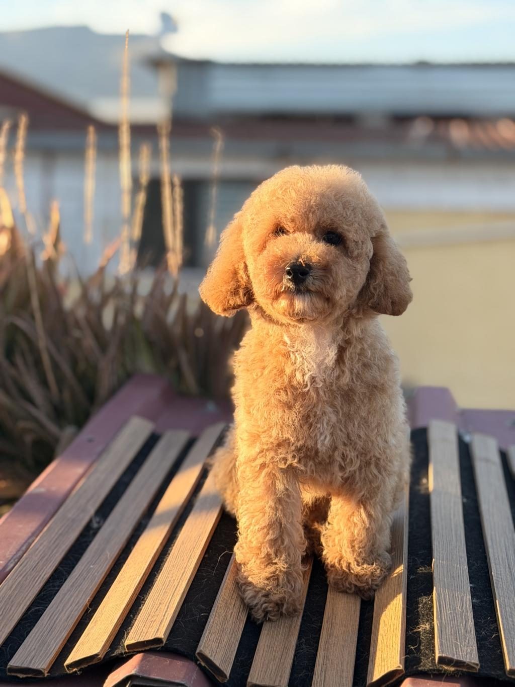 ÜST KALİTE TOY POODLE