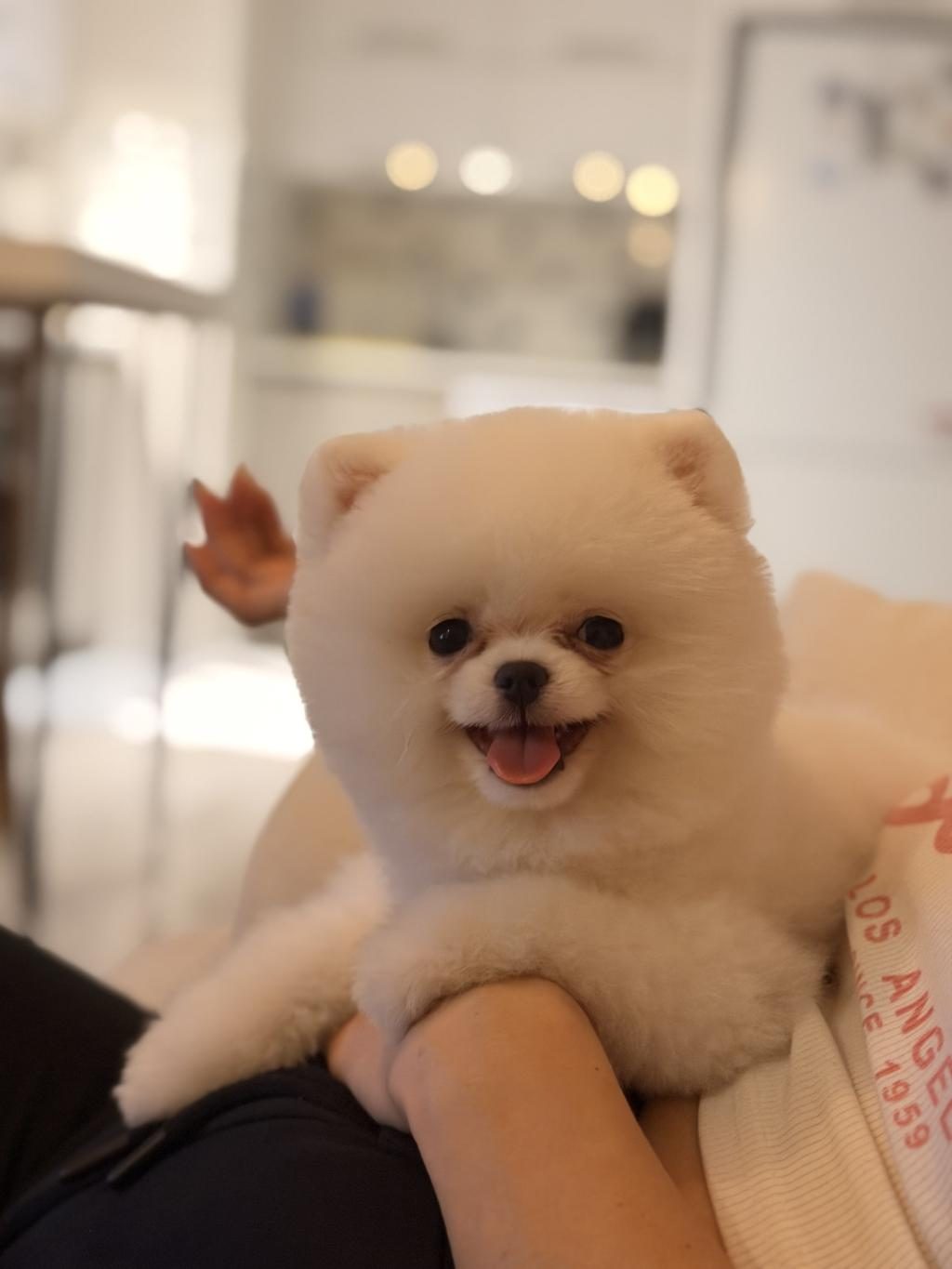 TEDDY BEAR POMERANİAN YAVRULARIMIZ