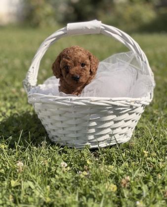SÜPER KORE TOY POODLE YAVRULARIMIZ