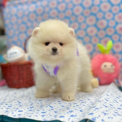 SAFKAN POMERANİAN BOO YAVRULARIMIZ
