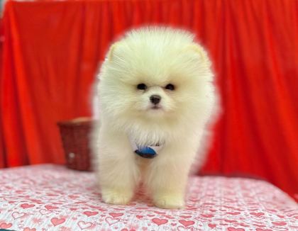 SAFKAN POMERANİAN BOO YAVRULARIMIZ