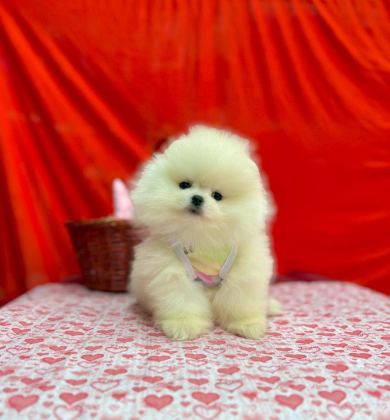 SAFKAN POMERANİAN BOO YAVRULARIMIZ