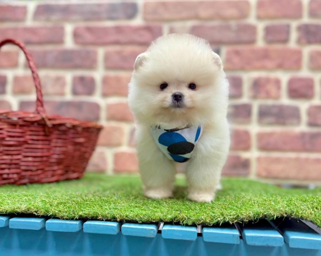 SAFKAN POMERANİAN BOO YAVRULARIMIZ