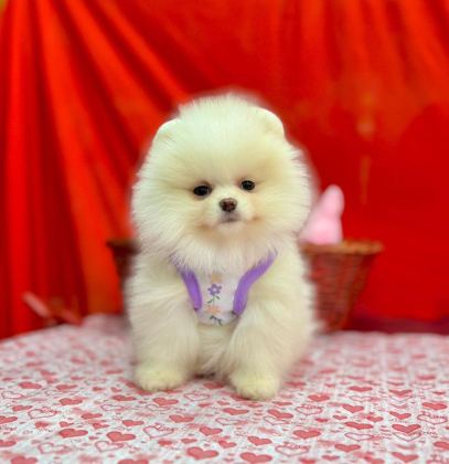 SAFKAN POMERANİAN BOO YAVRULARIMIZ