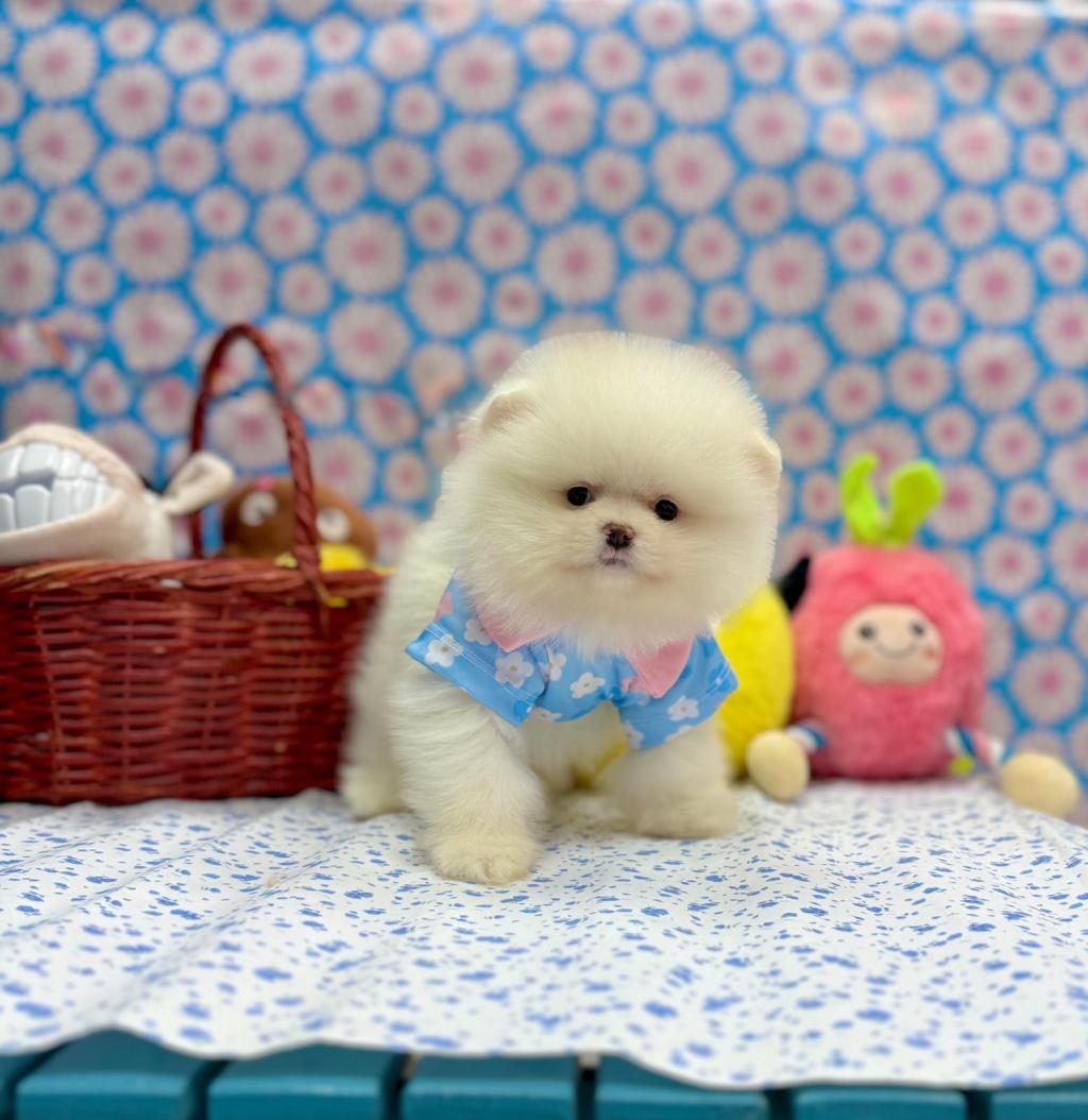 SAFKAN POMERANİAN BOO YAVRULARIMIZ