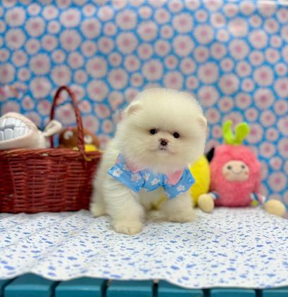 SAFKAN POMERANİAN BOO YAVRULARIMIZ