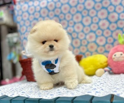 SAFKAN POMERANİAN BOO YAVRULARIMIZ