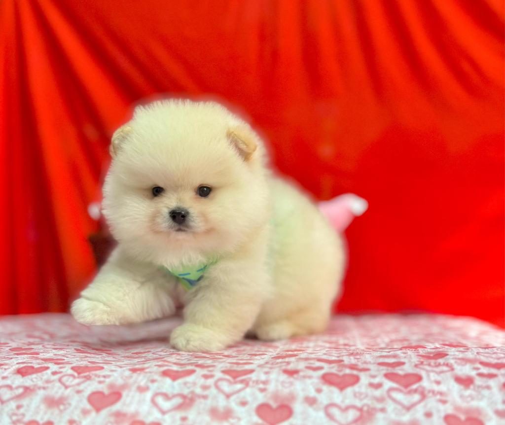 SAFKAN POMERANİAN BOO YAVRULARIMIZ