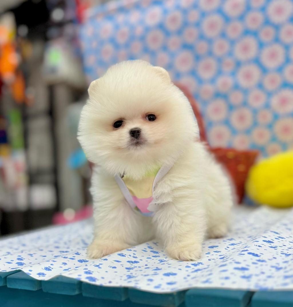 SAFKAN POMERANİAN BOO YAVRU KÖPEKLER