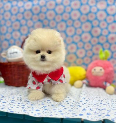 SAFKAN POMERANİAN BOO YAVRULARIMIZ