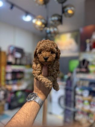 TEACUP TOY POODLE YAVRULARIMIZ