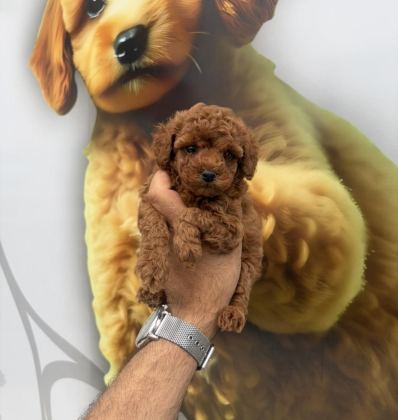 TOY POODLE YAVRULARIMIZ