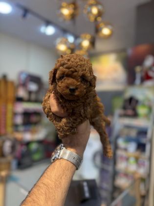 TEACUP TOY POODLE YAVRULARIMIZ