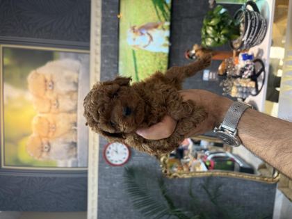 TEACUP TOY POODLE YAVRULARIMIZ
