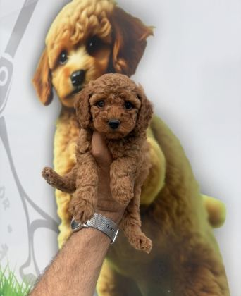 TOY POODLE YAVRULARIMIZ