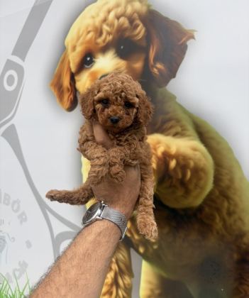 TOY POODLE YAVRULARIMIZ