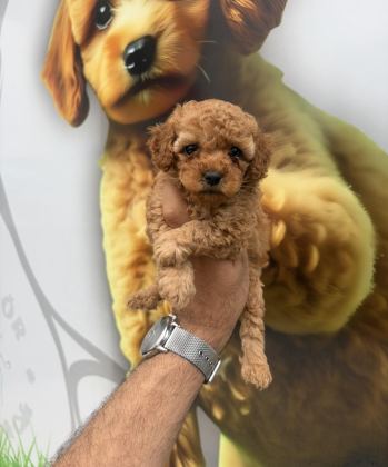 TOY POODLE YAVRULARIMIZ
