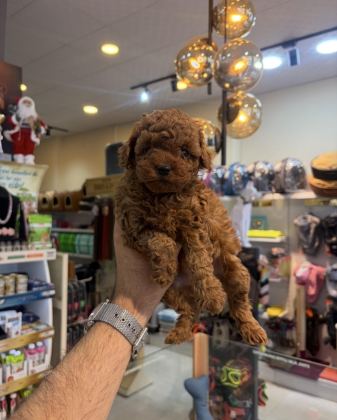 SAFKAN TOY POODLE YAVRULARIMIZ