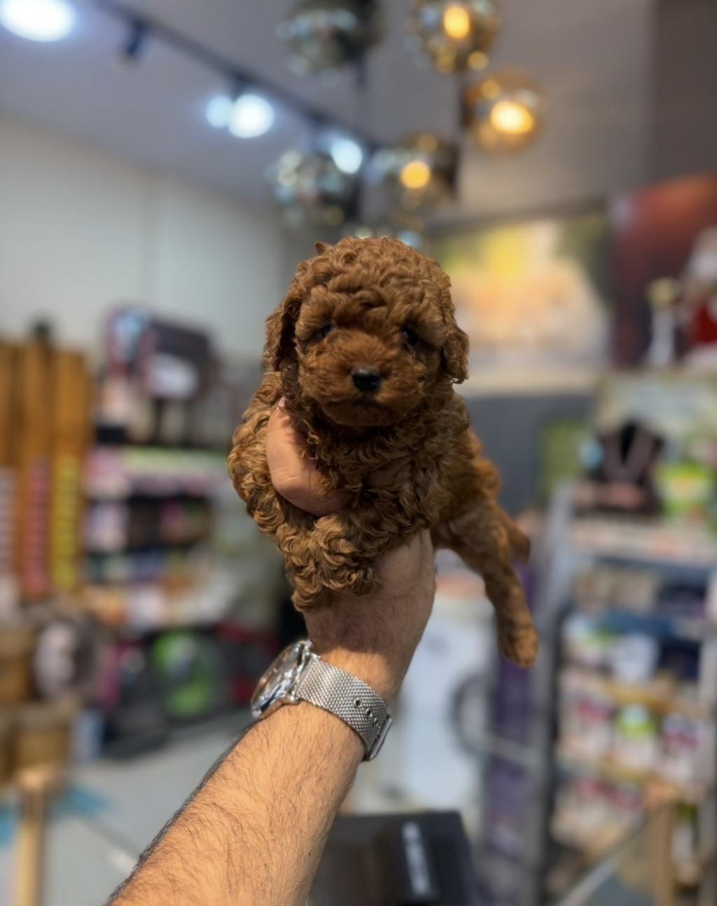 SAFKAN TOY POODLE YAVRULARIMIZ
