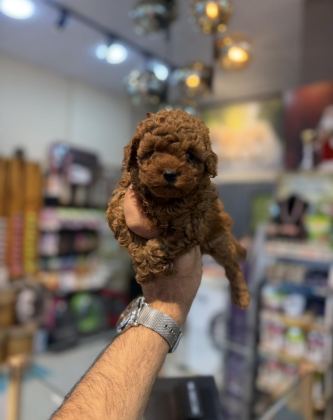 SAFKAN TOY POODLE YAVRULARIMIZ