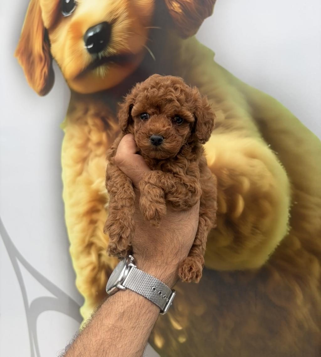 TOY POODLE YAVRULARIMIZ