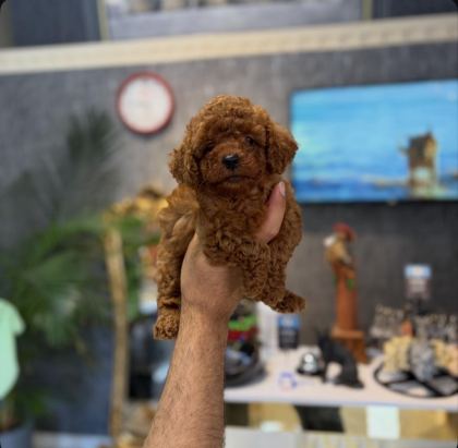 SAFKAN TOY POODLE YAVRULARIMIZ