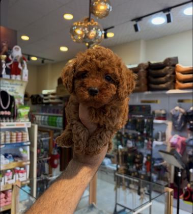 SAFKAN TOY POODLE YAVRULARIMIZ