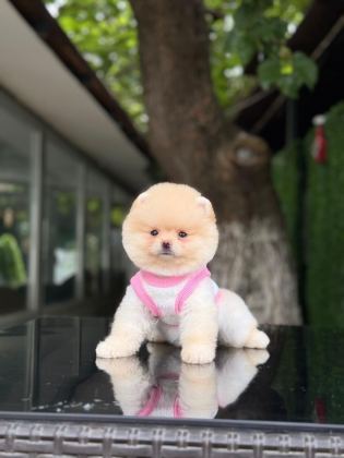 SEVİMLİ POMERANIAN BOO YAVRULAR