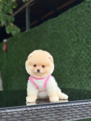 SEVİMLİ POMERANIAN BOO YAVRULAR