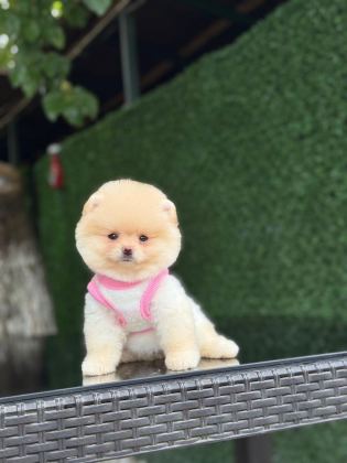 SEVİMLİ POMERANIAN BOO YAVRULAR
